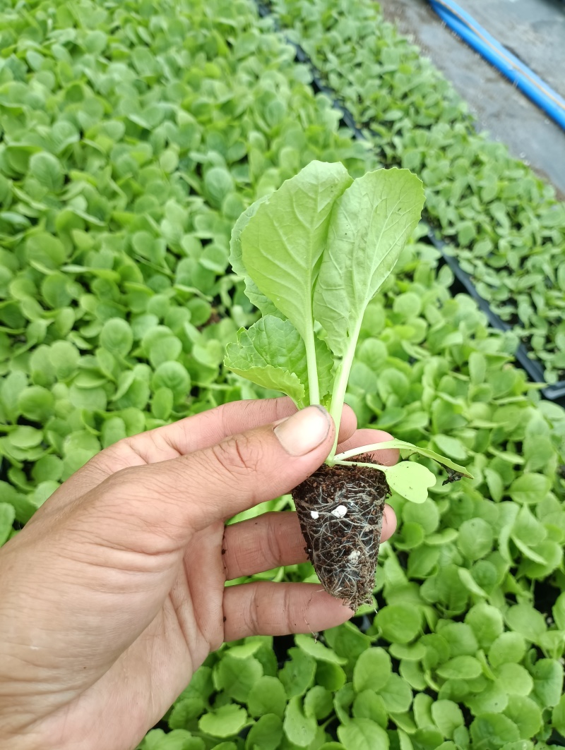白菜苗穴盘苗粗壮成活率高福建地区大巴车直达提供种植指导