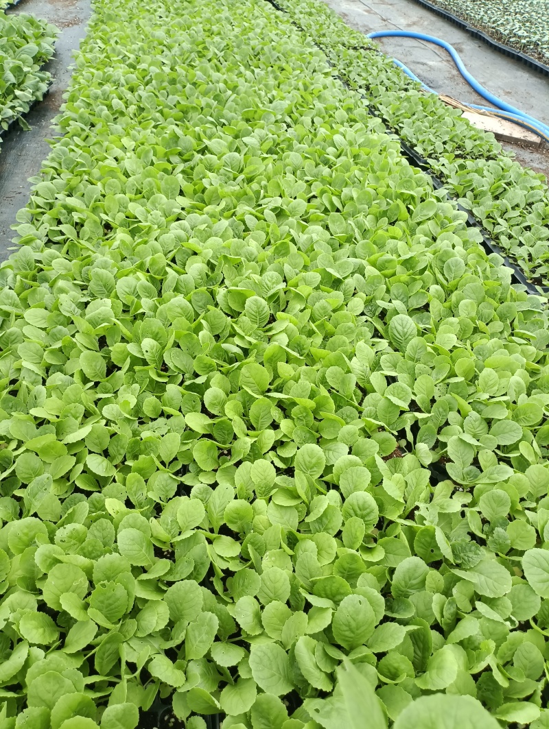 白菜苗穴盘苗粗壮成活率高福建地区大巴车直达提供种植指导