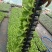 白菜苗穴盘苗粗壮成活率高福建地区大巴车直达提供种植指导