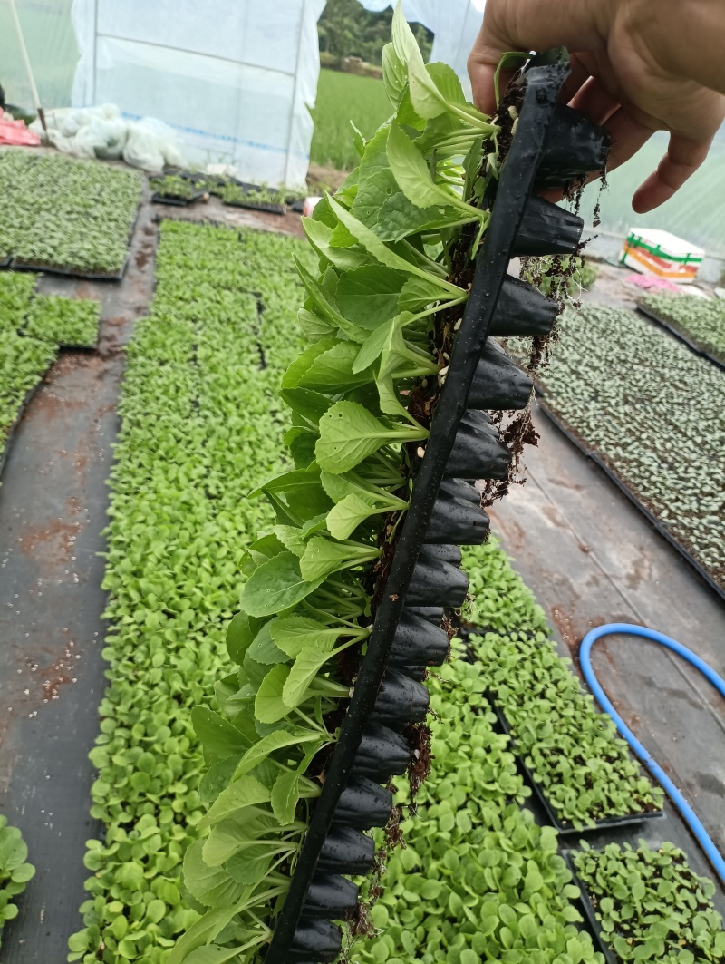 白菜苗穴盘苗粗壮成活率高福建地区大巴车直达提供种植指导