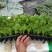 白菜苗穴盘苗粗壮成活率高福建地区大巴车直达提供种植指导