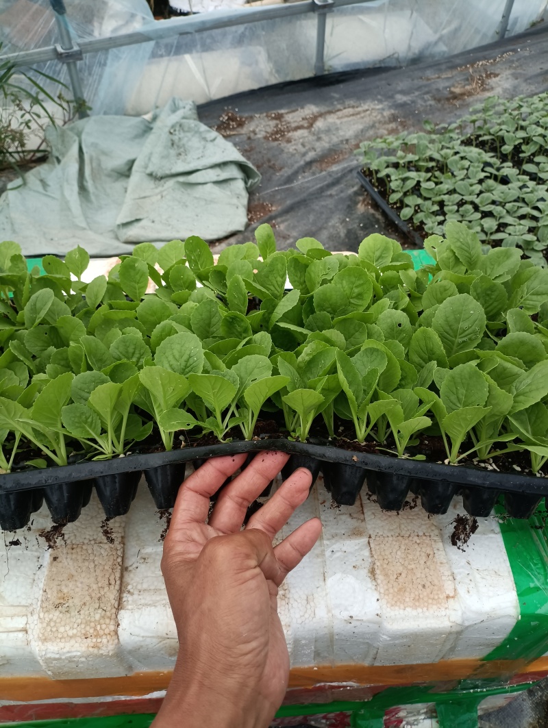 白菜苗穴盘苗粗壮成活率高福建地区大巴车直达提供种植指导