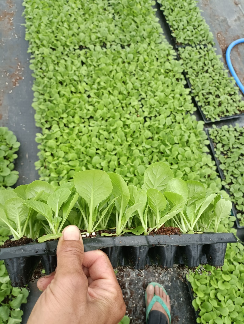 白菜苗穴盘苗粗壮成活率高福建地区大巴车直达提供种植指导