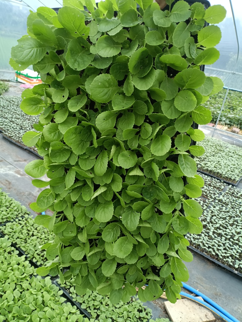 白菜苗穴盘苗粗壮成活率高福建地区大巴车直达提供种植指导