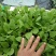 白菜苗穴盘苗粗壮成活率高福建地区大巴车直达提供种植指导