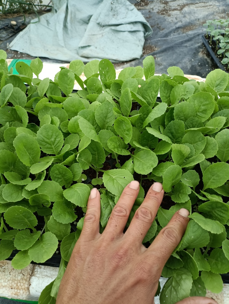 白菜苗穴盘苗粗壮成活率高福建地区大巴车直达提供种植指导