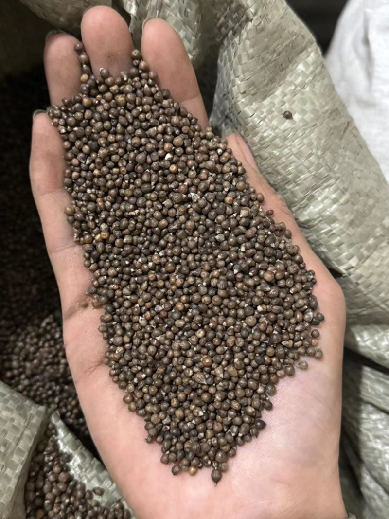 黄荆子实物拍摄黄精子不惊子保庆药业干净无硫