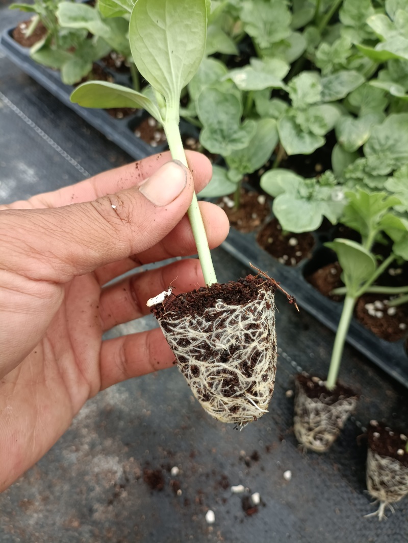 西瓜苗粗壮成活率高福建地区大巴直达提供种植指导