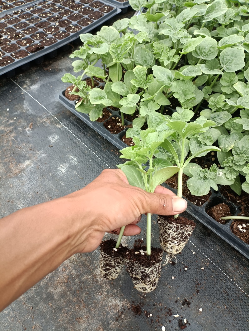 西瓜苗粗壮成活率高福建地区大巴直达提供种植指导