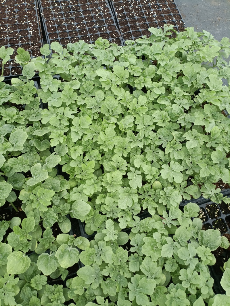 西瓜苗粗壮成活率高福建地区大巴直达提供种植指导