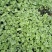 西瓜苗粗壮成活率高福建地区大巴直达提供种植指导