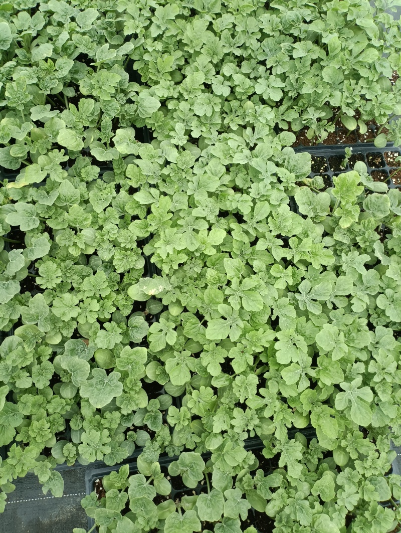 西瓜苗粗壮成活率高福建地区大巴直达提供种植指导
