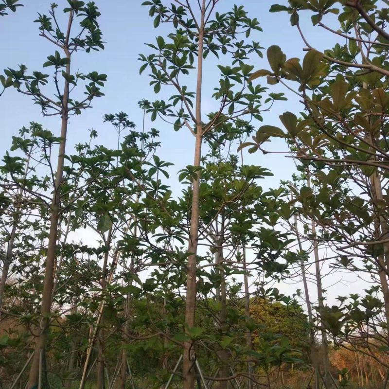 尖叶杜英，规格齐全5至10公分。普宁基地直发