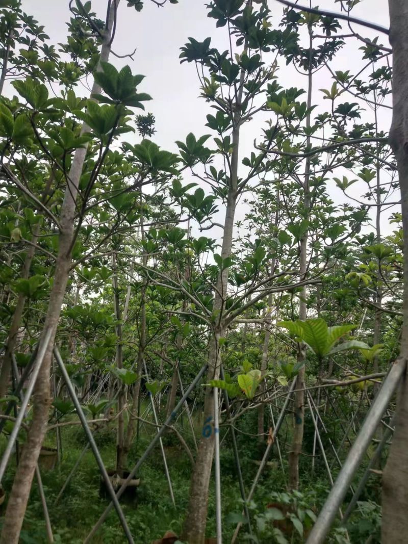 尖叶杜英，规格齐全5至10公分。普宁基地直发