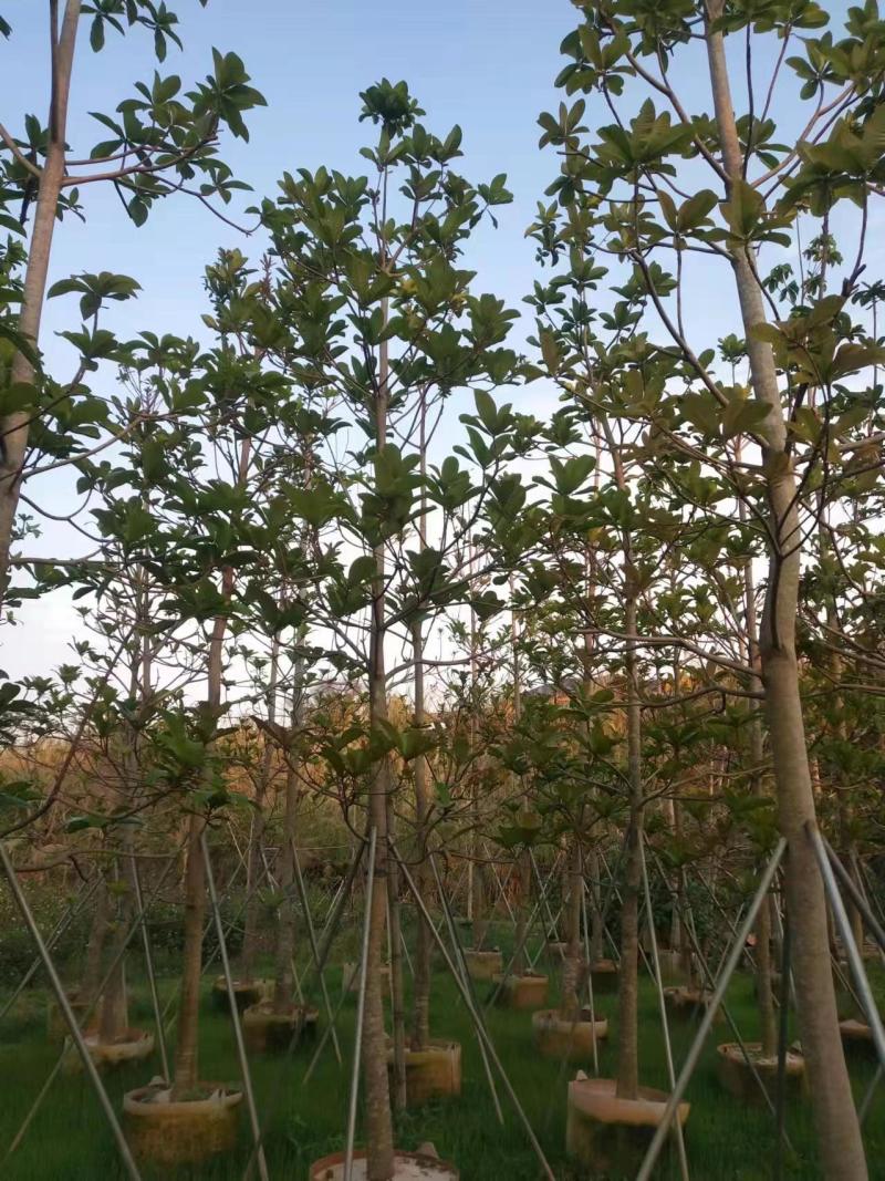 尖叶杜英，规格齐全5至10公分。普宁基地直发