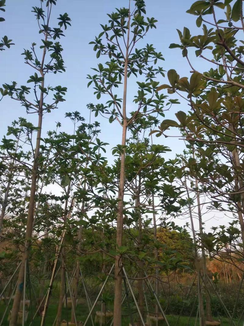 尖叶杜英，规格齐全5至10公分。普宁基地直发
