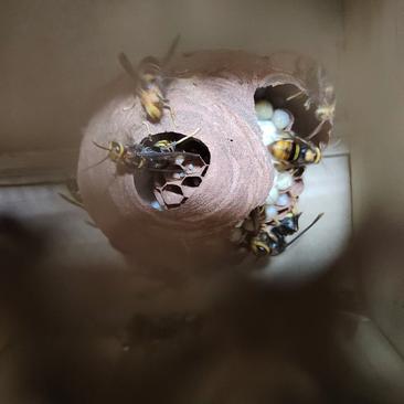 胡蜂，包，15到30个执蜂，数量有1000窝