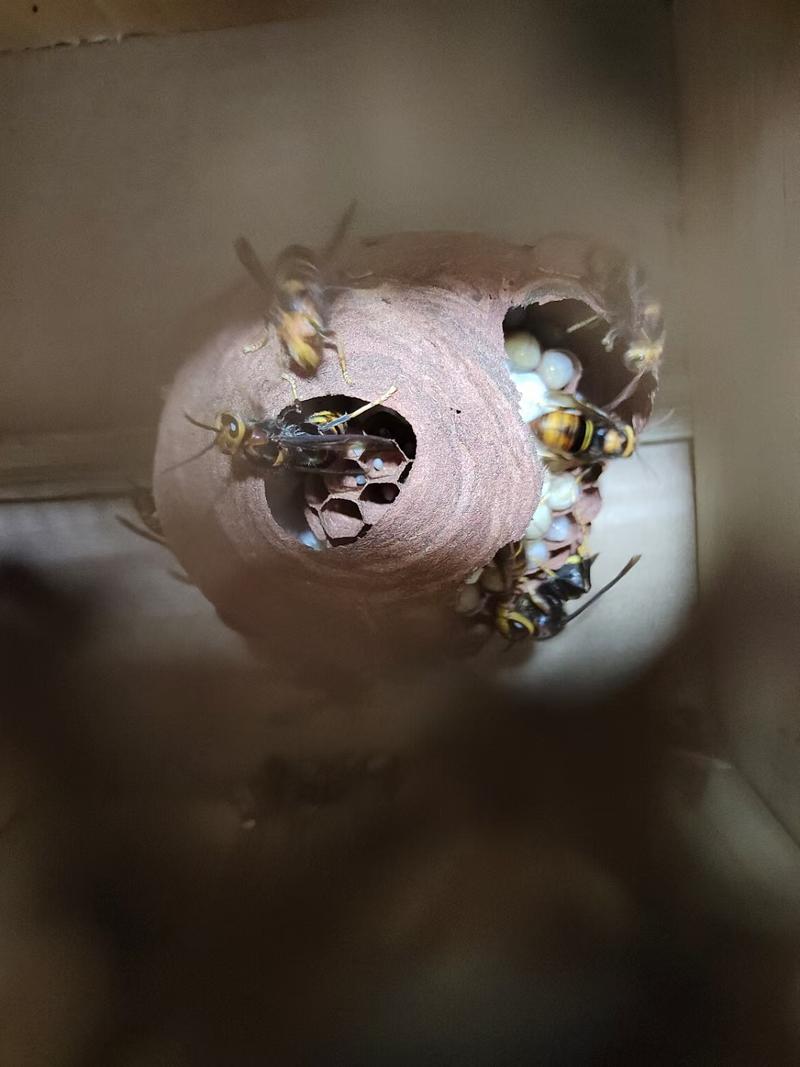 胡蜂，包，15到30个执蜂，数量有1000窝