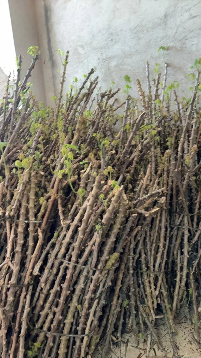 白肉水晶木薯种子