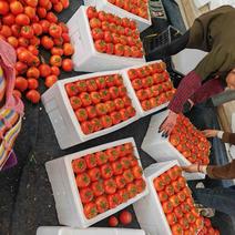 山东硬粉西红柿，大量上市，诚信经营，质量保证