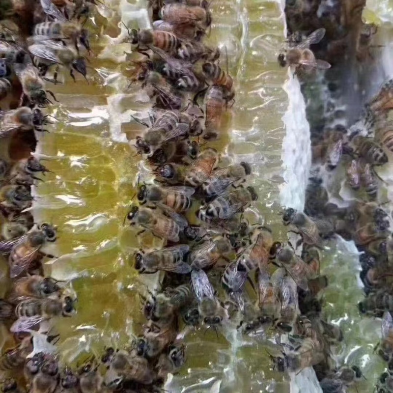 河北纯槐花蜜