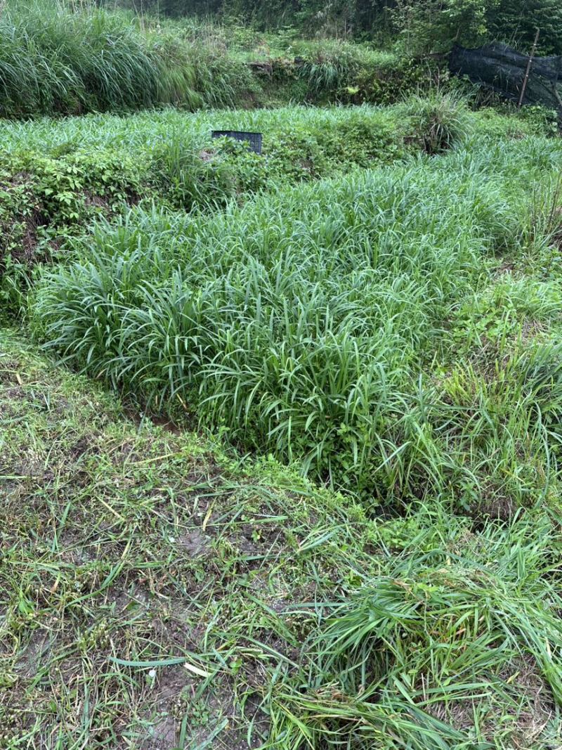 贵州高山韭菜