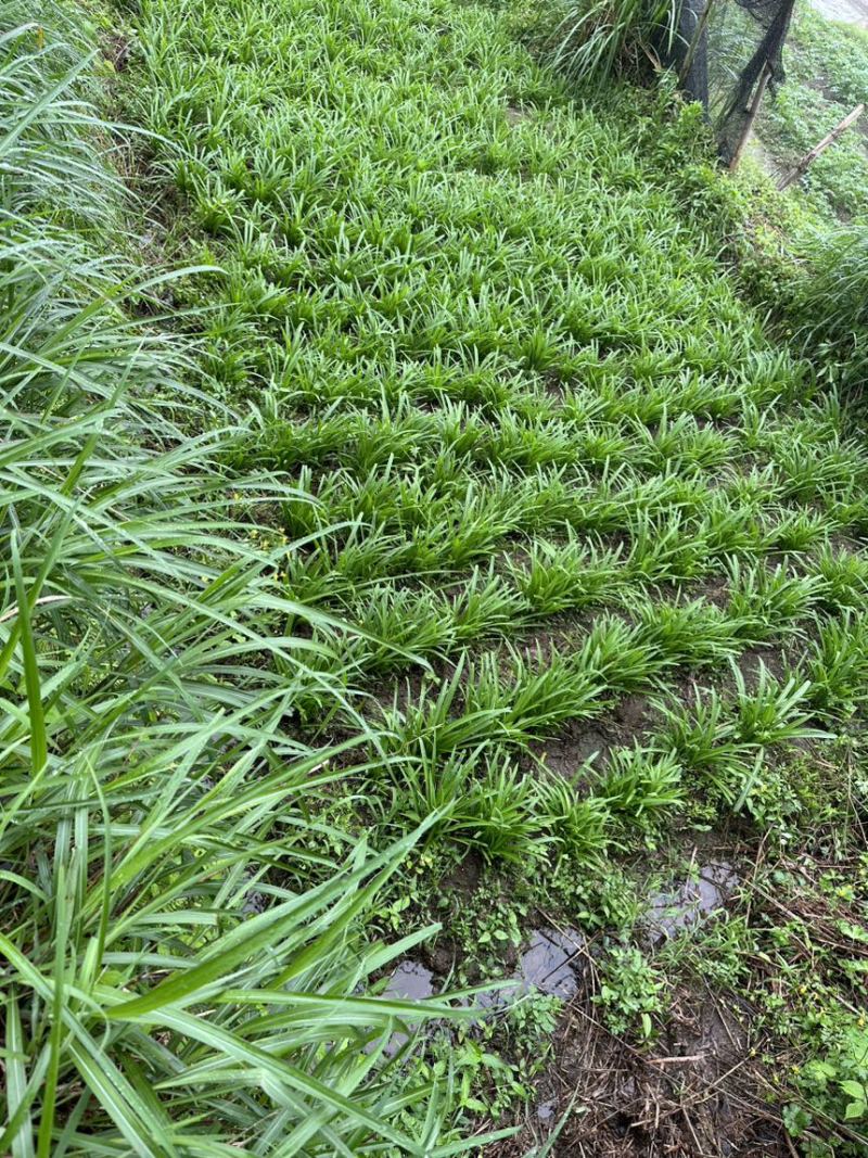 贵州高山韭菜