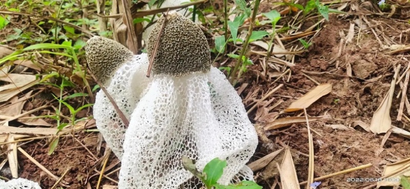竹荪