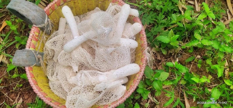 竹荪