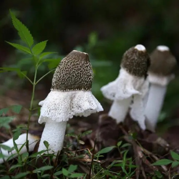 竹荪