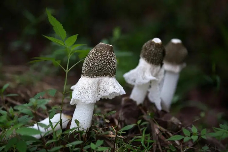 竹荪