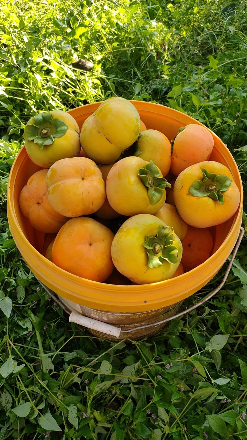 云南保山甜脆柿