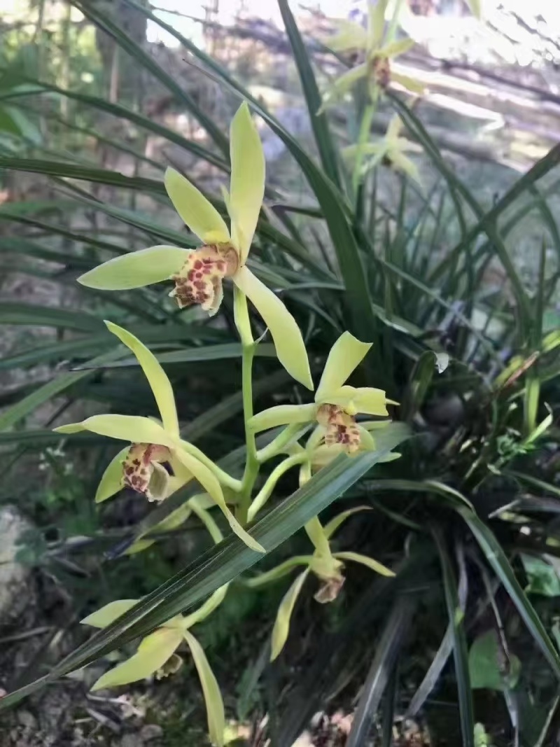 【桐城小花云雾茶】安徽基地直供质量上乘，可零售可批发