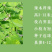 2025年云南辣木叶粉过检验带sc超微粉