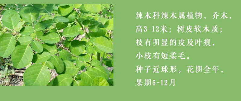 2025年云南辣木叶粉过检验带sc超微粉