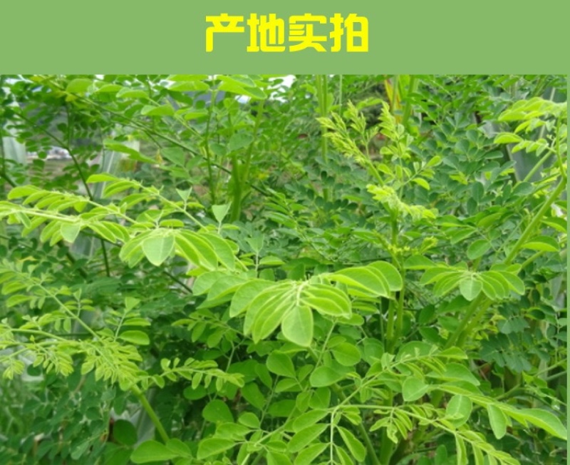 2025年云南辣木叶粉过检验带sc超微粉
