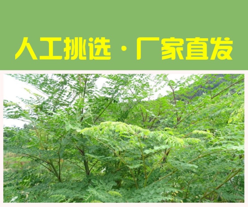2025年云南辣木叶粉过检验带sc超微粉