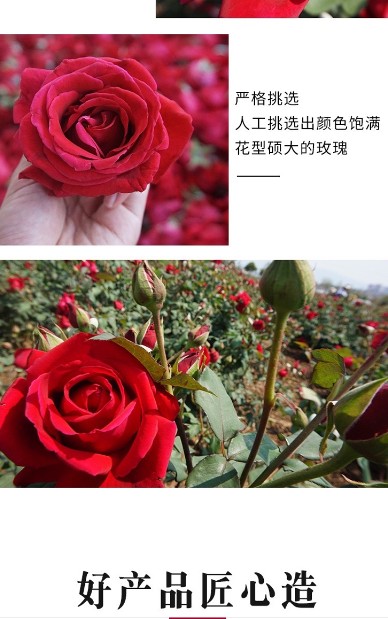 云南玫瑰冻干玫瑰花烤干产地批发玫瑰花冠墨红玫瑰