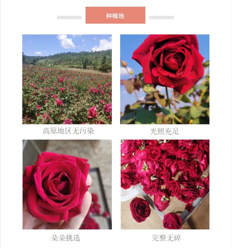 云南玫瑰冻干玫瑰花烤干产地批发玫瑰花冠墨红玫瑰