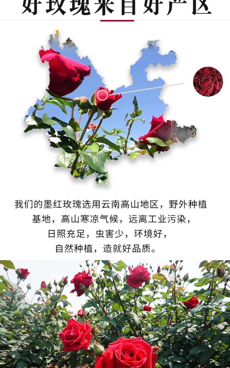 云南玫瑰冻干玫瑰花烤干产地批发玫瑰花冠墨红玫瑰