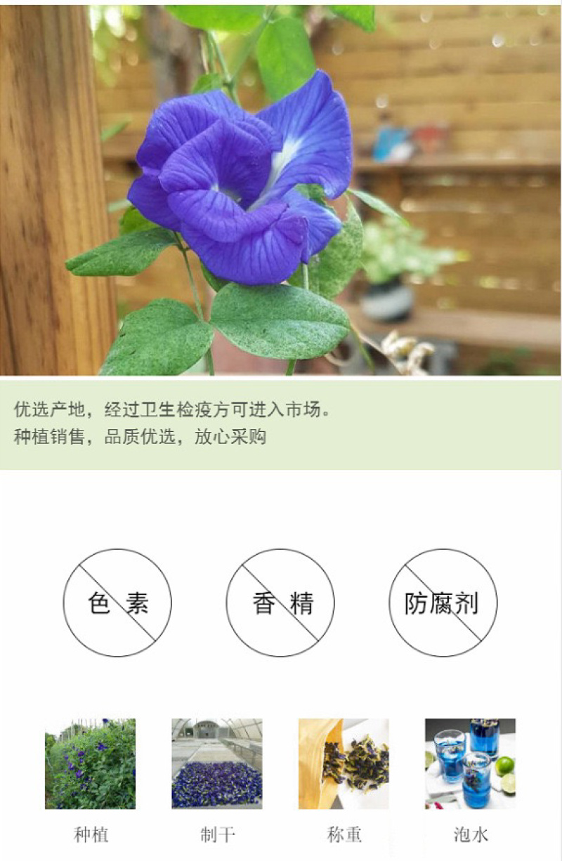 蝶豆花蓝蝴蝶花茶蓝色花茶代发产地批发花茶