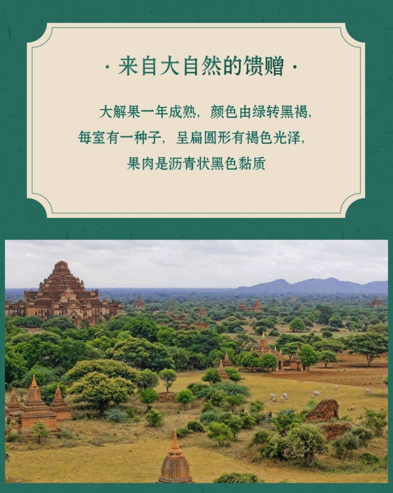 便秘果大解果挑选腊肠果奇异果代发大货批发散装