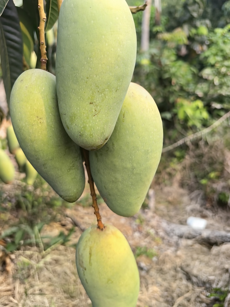 金煌芒坏果包赔皮薄肉厚超甜果园直采量大从优