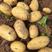 河南土豆24年新货，货源充足质量保证，量大价优可视频看货