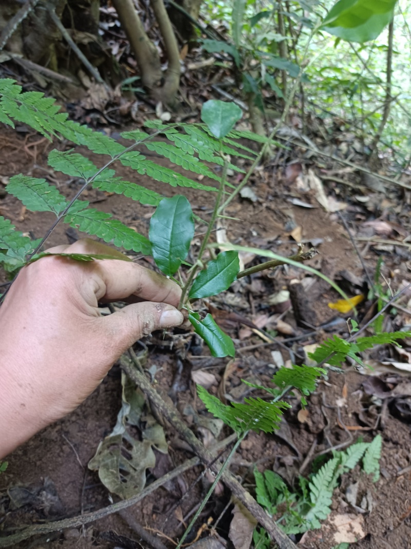 深山穿破石要的联系，现挖现发可以视频看货！