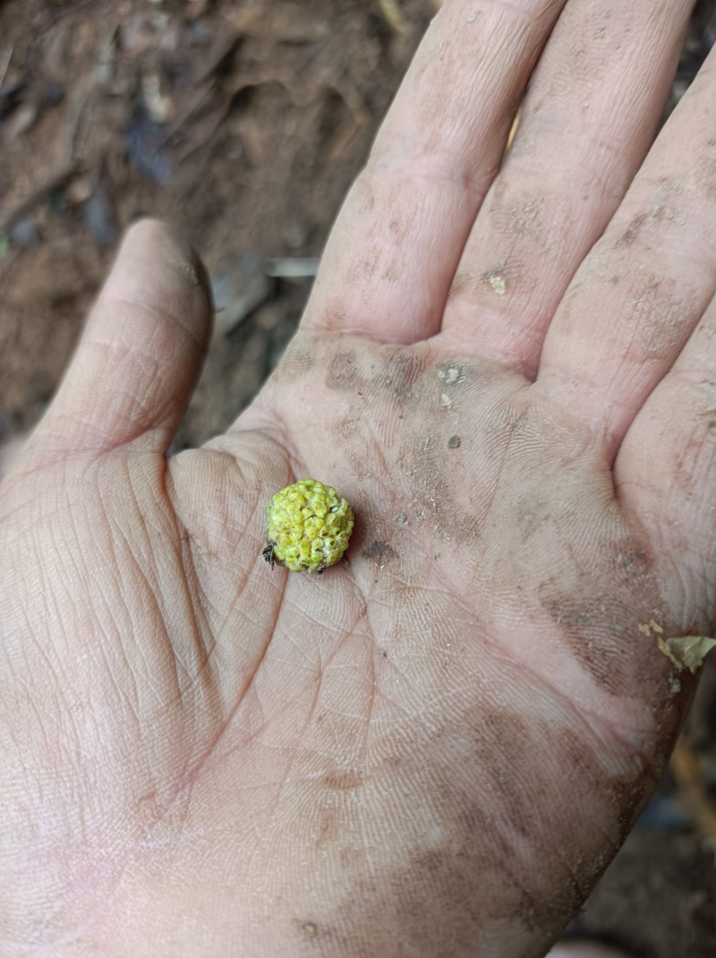 深山穿破石要的联系，现挖现发可以视频看货！