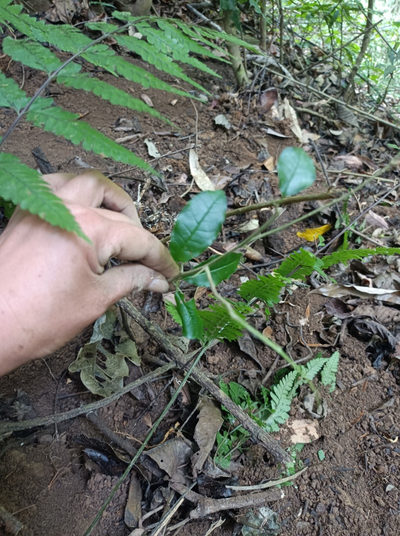 深山穿破石要的联系，现挖现发可以视频看货！