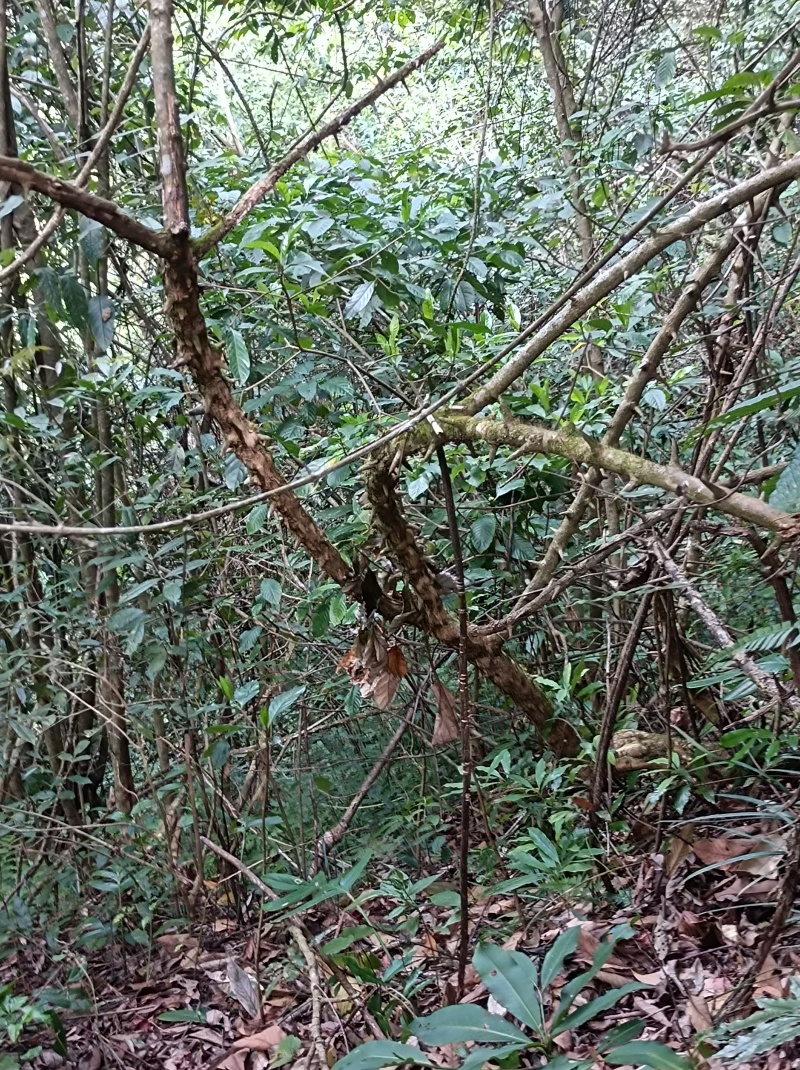 深山穿破石要的联系，现挖现发可以视频看货！