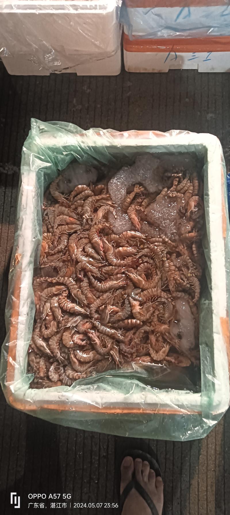 天然海沙虾