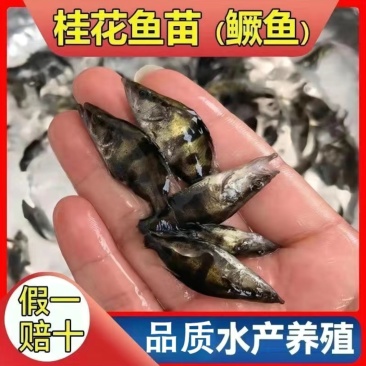 桂花鱼苗优质鳜鱼苗生长速度快淡水易养殖